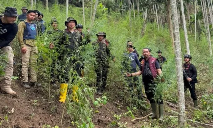 Ladang Ganja 18 Hektare Terungkap di Aceh Utara, Empat Orang Ditangkap